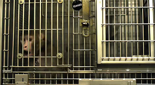 Imagen de "Contagio". No podía faltar el clásico mono cobaya